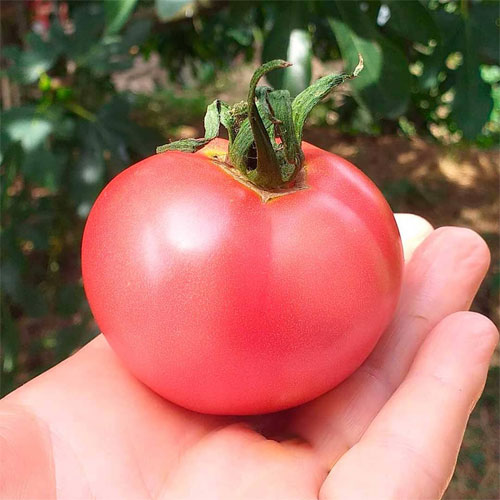 Tomato Pink Berry Seeds