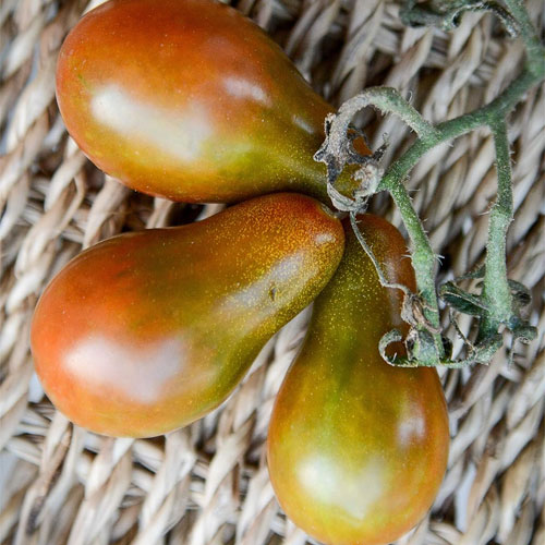 Chocolate Pear Tomato Seeds