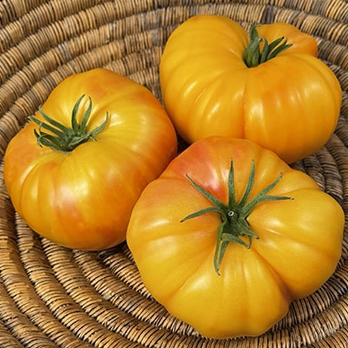 Tomato Yellow Doyong Seeds