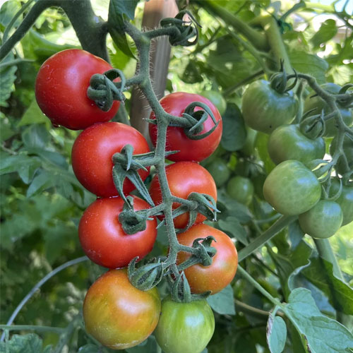 Chadwick Cherry Tomato Seeds
