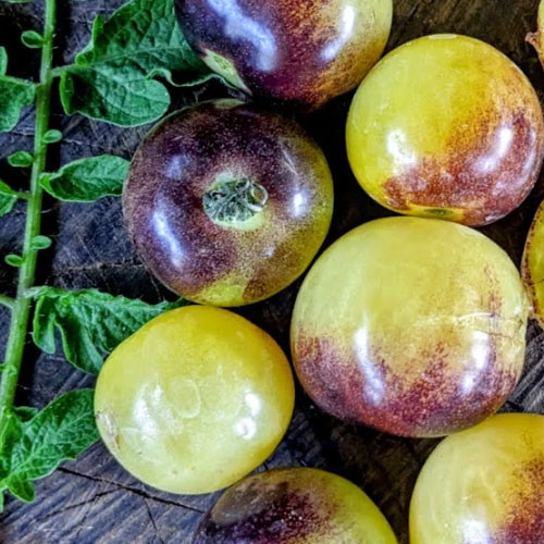 Cream Yellow Tomato Seeds