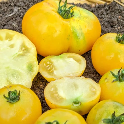 Tomato Yellow Doyong Seeds