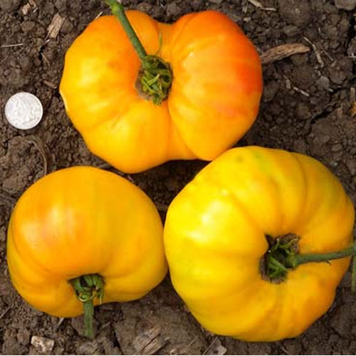 Tomato Yellow Doyong Seeds