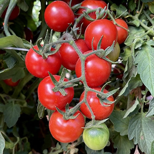 Chadwick Cherry Tomato Seeds