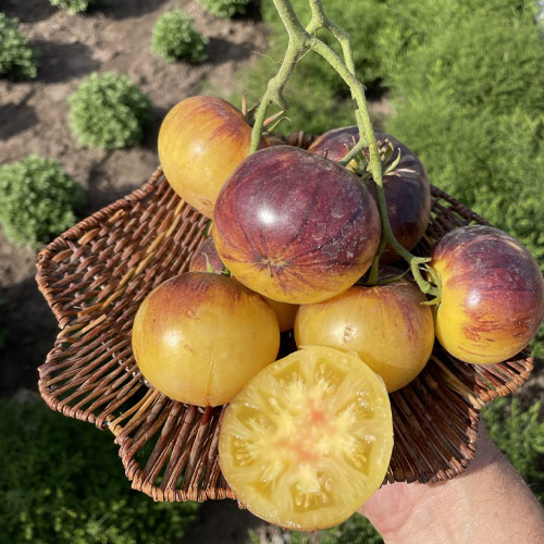 Cream Yellow Tomato Seeds