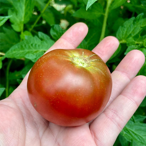 Brown Berry Tomato Seeds