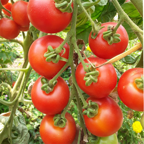 Tomato Bolstar Granda Seeds