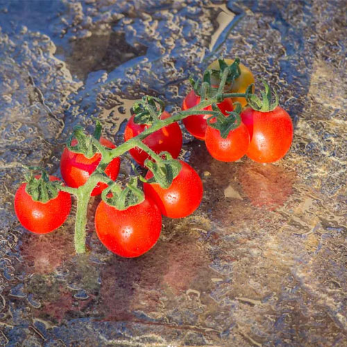 Chadwick Cherry Tomato Seeds