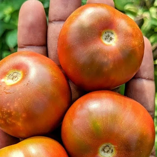 Brown Berry Tomato Seeds