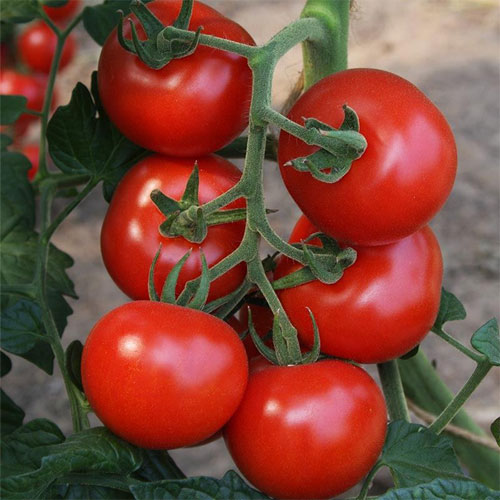 Tomato Bolstar Granda Seeds