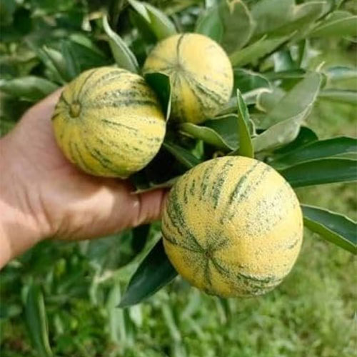 Variegated Malta Mosambi Grafted Live Plant