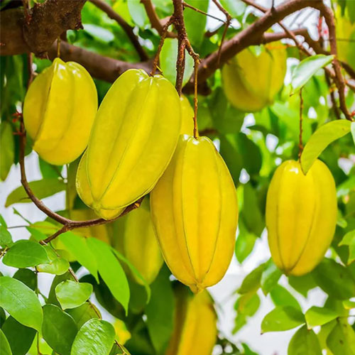 Star Fruit Carambola All Season Grafted Live Plant