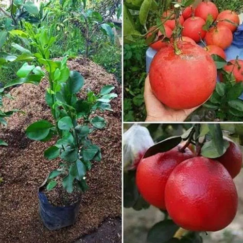 Red Pomelo Thai Batabi Grafted Live Plant
