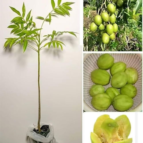 Thai Hog Plum Sweet Amra Grafted Live Plant