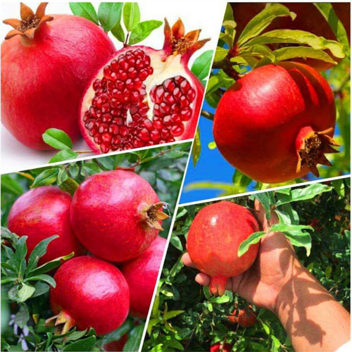 Pomegranate Ganesh Layered Live Plant