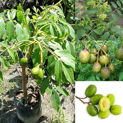 Thai Hog Plum Sweet Amra Grafted Live Plant
