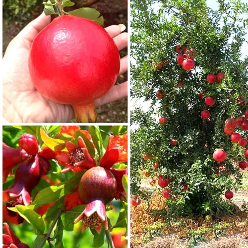 Pomegranate Bhagwa Anar Layered Live Plant