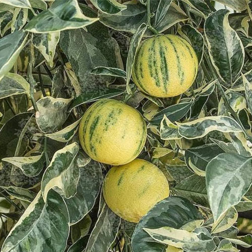 Variegated Malta Mosambi Grafted Live Plant