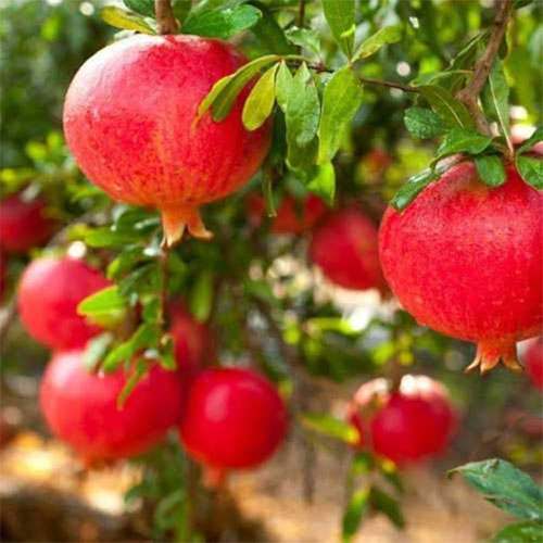 Pomegranate Bhagwa Anar Layered Live Plant