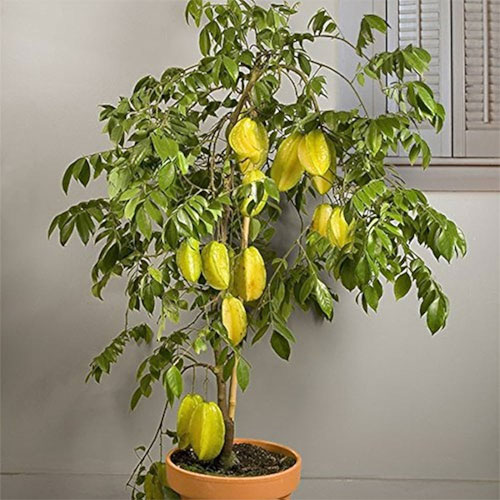 Star Fruit Carambola All Season Grafted Live Plant
