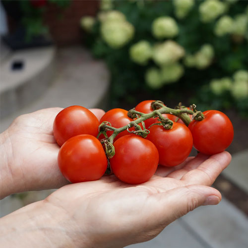 Tomato Red Large Cherry Seeds