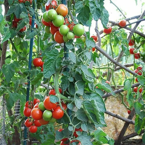 Tomato Red Large Cherry Seeds