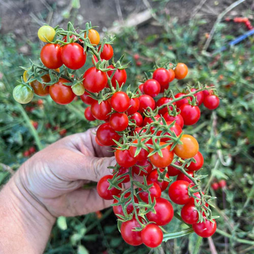 Red Currant Tomato Seeds