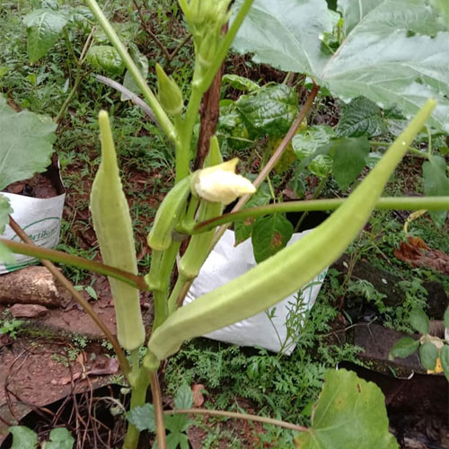 Mangalapuram Ooru Okra Seeds
