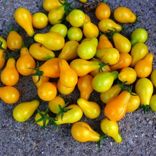 Yellow Little Pear Tomato Seeds
