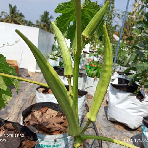 Mangalapuram Ooru Okra Seeds
