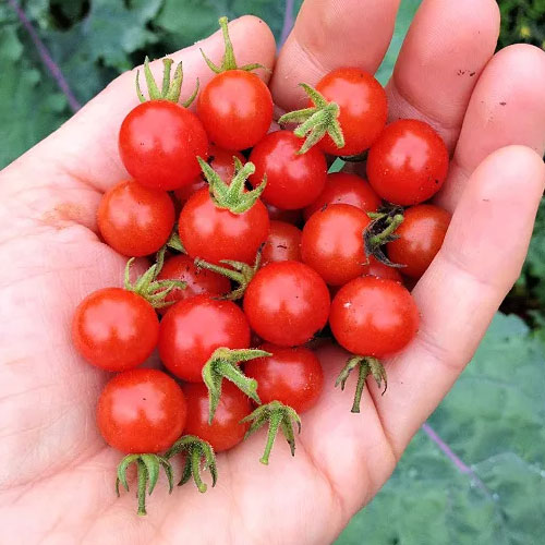 Red Currant Tomato Seeds