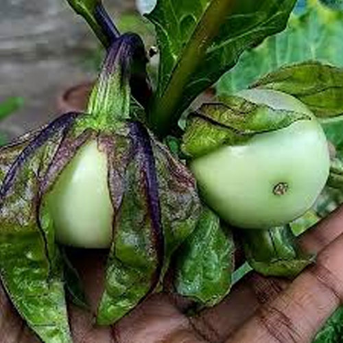 Musuku Brinjal Thoppi Brinjal Seeds