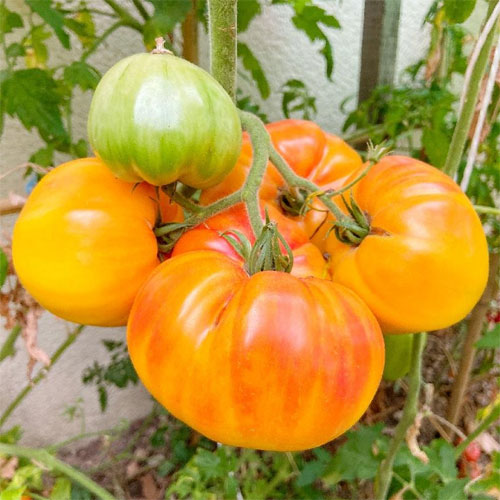 Yellow Kashi Beefsteak Tomato Seeds