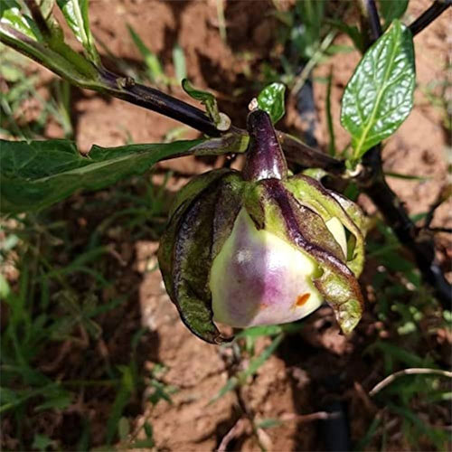 Musuku Brinjal Thoppi Brinjal Seeds