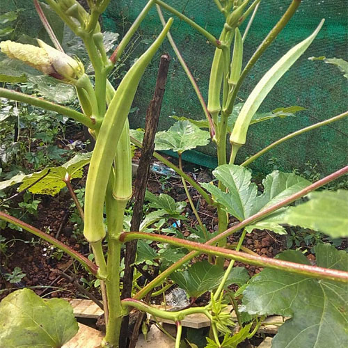 Mangalapuram Ooru Okra Seeds