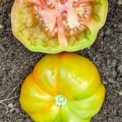 Red Stuffer Tomato Seeds