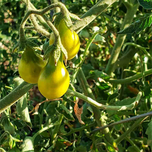 Yellow Little Pear Tomato Seeds