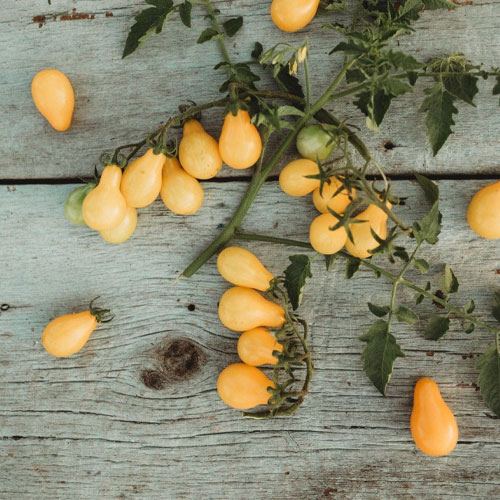 Yellow Little Pear Tomato Seeds