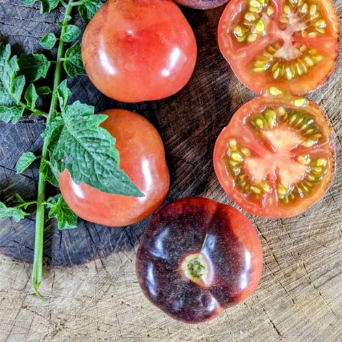 Black Shade Tomato Seeds