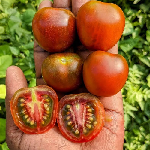 Brown Apple Tomato Seeds