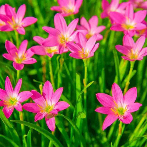 Pink Rain Lily Flower Bulbs