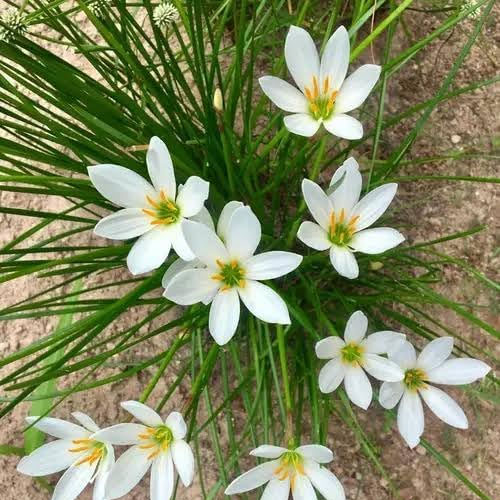 White Rain Lily Flower Bulbs