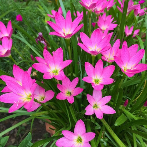 Pink Rain Lily Flower Bulbs