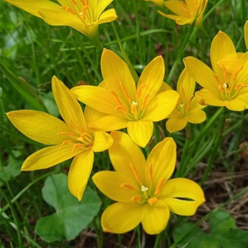 Yellow Rain Lily Flower Bulbs