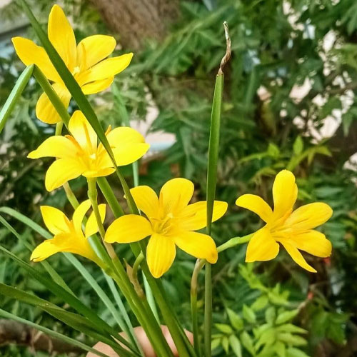 Yellow Rain Lily Flower Bulbs