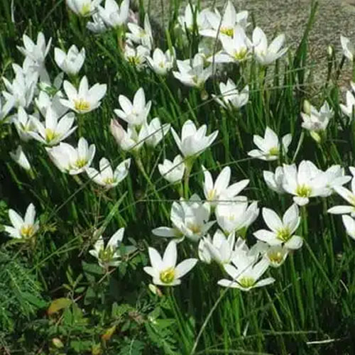 White Rain Lily Flower Bulbs