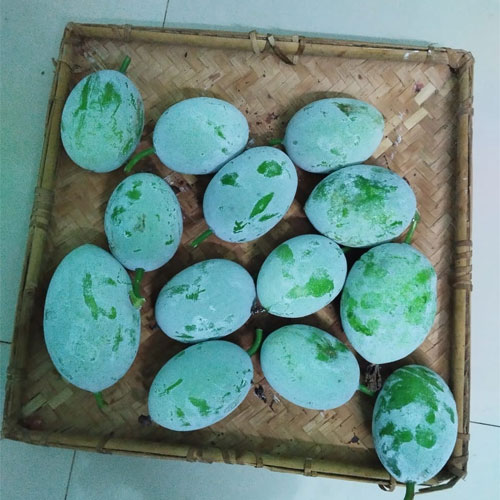 Ghee Ash Gourd Nei Kumbalam Seeds