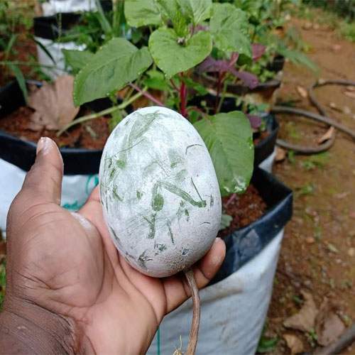 Ghee Ash Gourd Nei Kumbalam Seeds