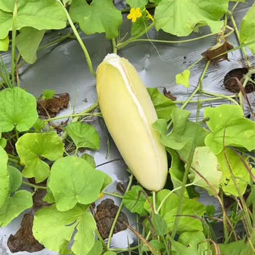 Pottu Vellari Snap Melon Seeds