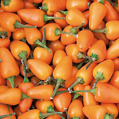 Sun Shine Yellow Bullet Chilli Seeds